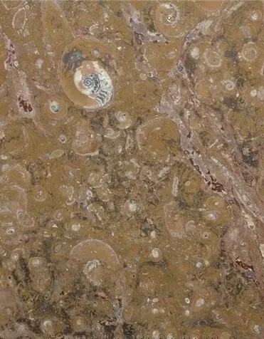 Wood-Pattern & Fossil Marbles